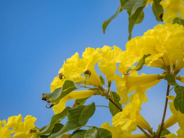 Bahçedeki sarı çiçek