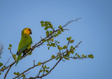 Güzel bir kuş mavi gökyüzündeki bir ağacın dalında oturur.