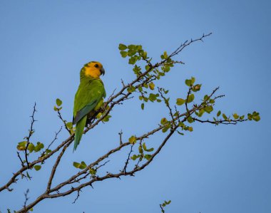 Mavi gökyüzü olan bir dalda oturan güzel bir kuş görüntüsü.