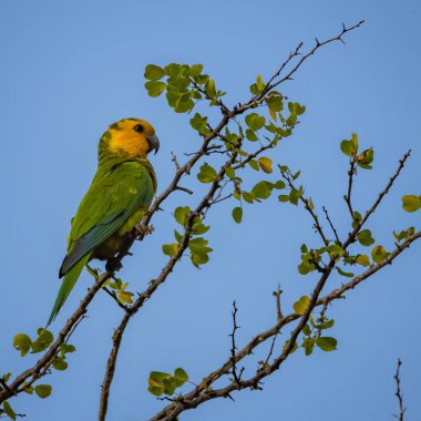 Güzel bir kuş mavi gökyüzündeki bir ağacın dalında oturuyor.