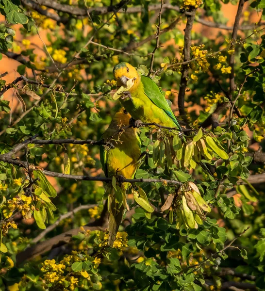 Bir ağacın dalındaki kuş.
