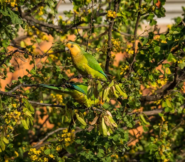Ormanda bir daldaki kuş.