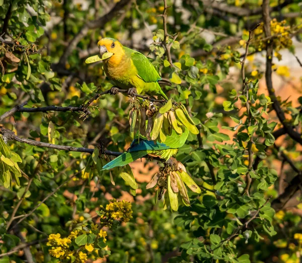 Ormanda bir daldaki kuş.