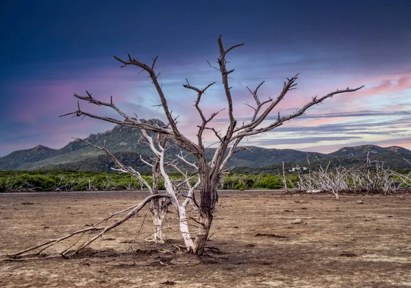 Çöldeki ölü ağaç.