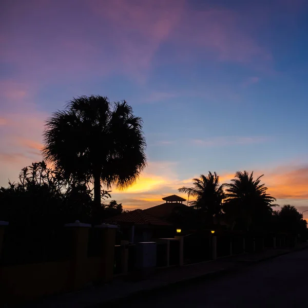 木の上に沈む夕日 — ストック写真