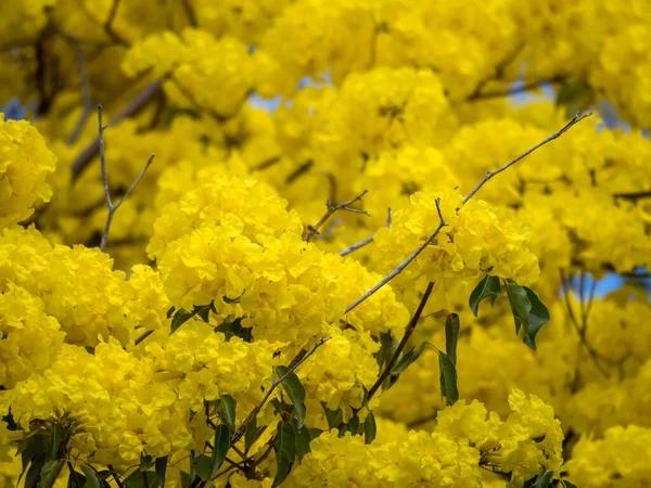 Belles Fleurs Dans Jardin — Photo