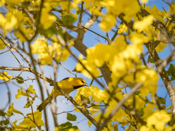 木の上の黄色い花 — ストック写真