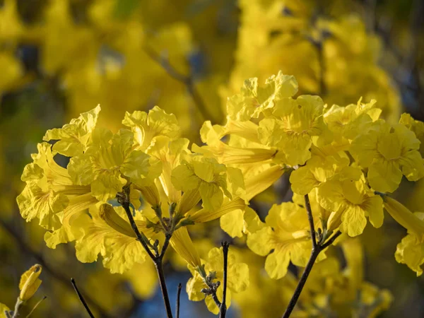 Schöne Gelbe Blumen Garten — Stockfoto