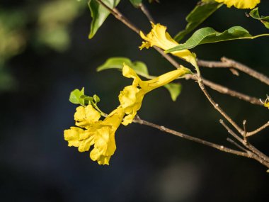 Bahçedeki sarı çiçekler