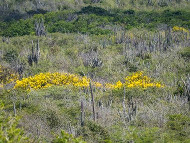 Curacao 'nun güzel manzarası