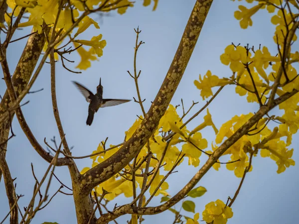 Beautiful Hummingbird Bird Garden — Stock Photo, Image