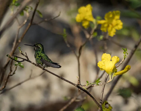 花园里美丽的蜂鸟 — 图库照片