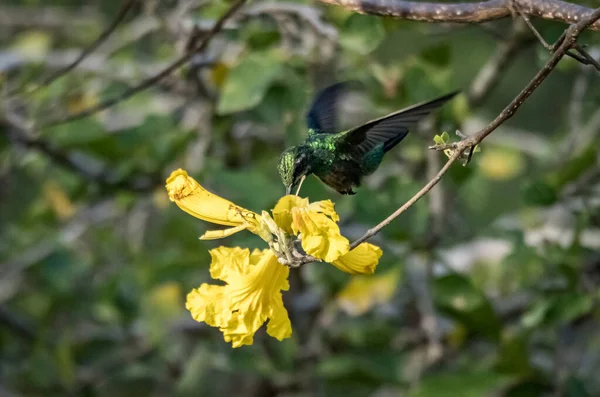 庭の美しい鳥 — ストック写真
