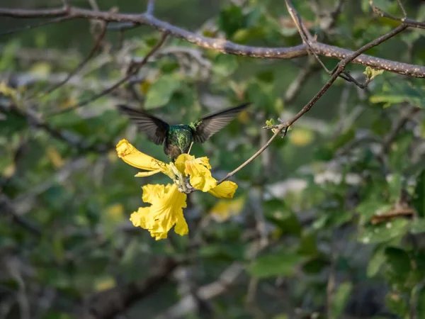 花园里美丽的蜂鸟 — 图库照片