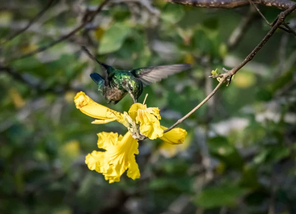 花园里美丽的蜂鸟 — 图库照片