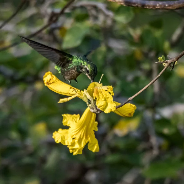 Krásný Kolibřík Zahradě — Stock fotografie