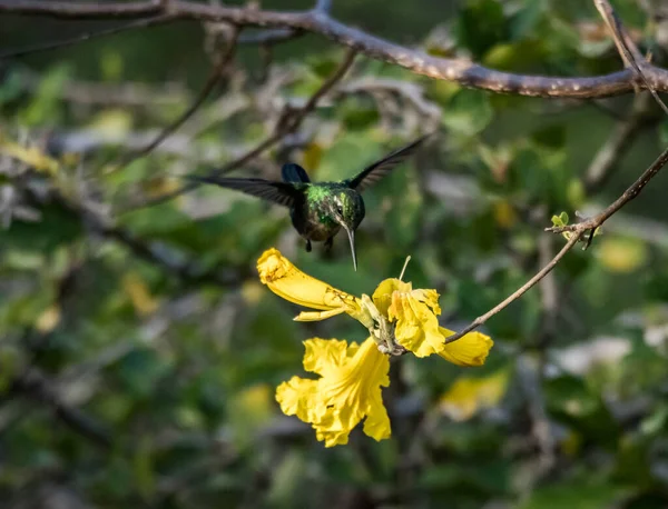 Oiseau Dans Forêt — Photo