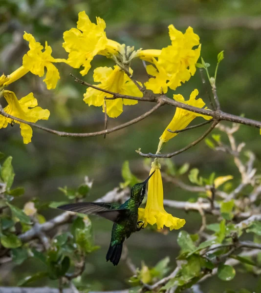 Oiseau Dans Forêt — Photo