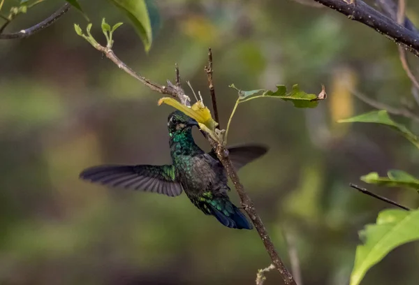 Magnifique Colibri Oiseau Flore Faune — Photo