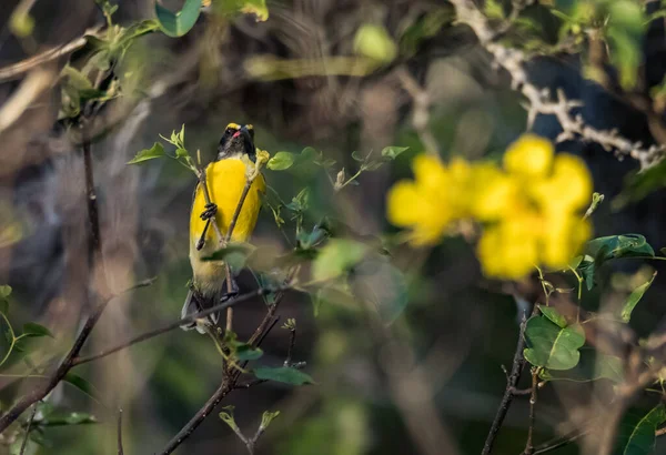 Oiseau Poitrine Jaune Sur Une Branche Arbre — Photo