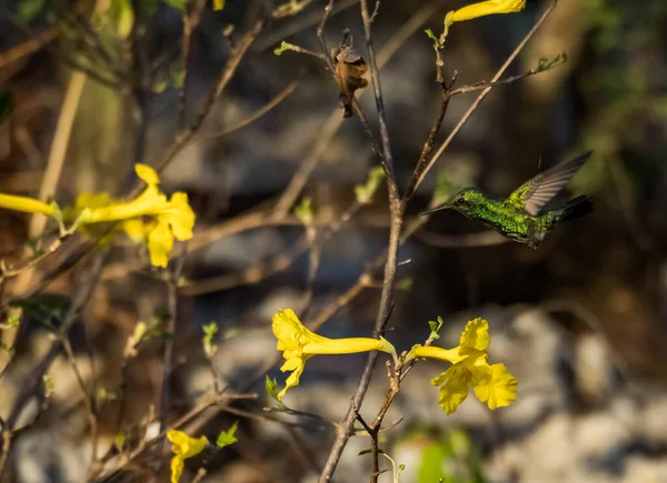 Colibri Oiseau Dans Forêt — Photo