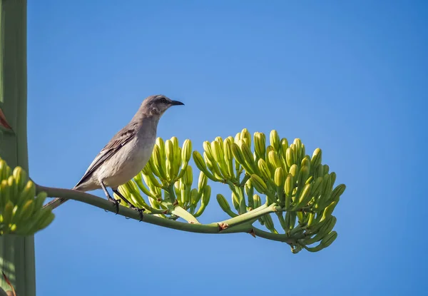 Oiseau Sur Une Branche Arbre — Photo