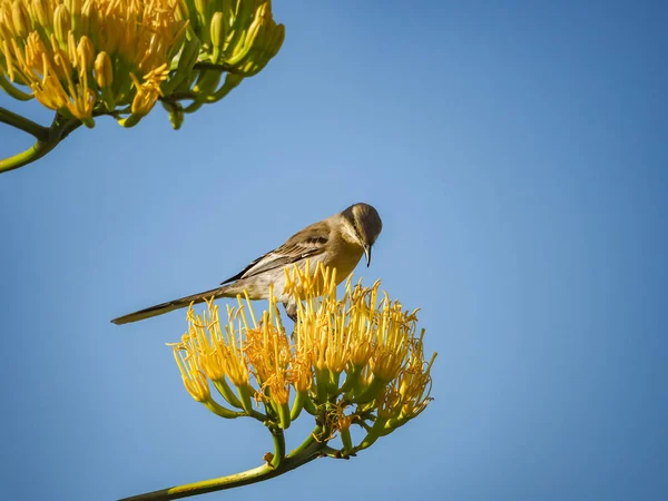 Oiseau Sur Une Branche Arbre — Photo