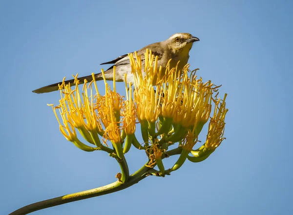 Bird Branch Tree — Stock Photo, Image