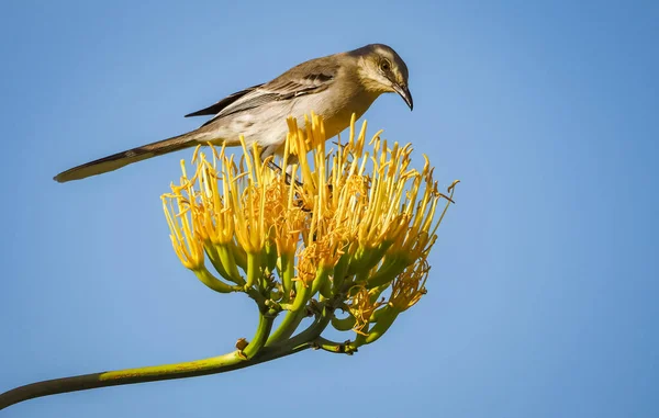 Bird Branch Tree — Stock Photo, Image