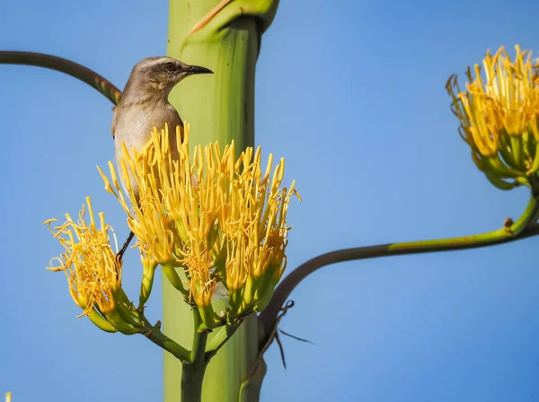 Bird Tree Branch — Stock Photo, Image