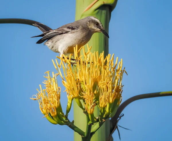 木の枝に鳥がいて — ストック写真