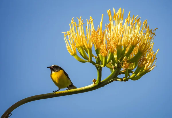 Pájaro Rama Del Árbol — Foto de Stock