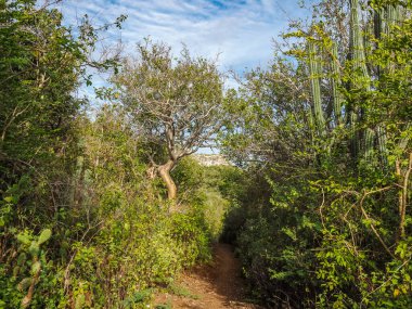 Karayip adası Curacao 'nun manzarası