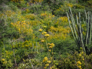 Karayip adası Curacao 'nun manzarası