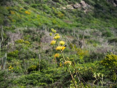 Karayip adası Curacao 'nun manzarası
