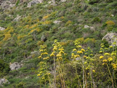 Karayip adası Curacao 'nun manzarası