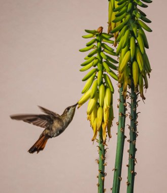 Karayip adası Curacao 'nun manzarası