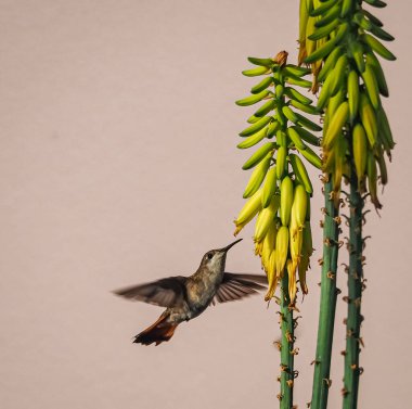 Karayip adası Curacao 'nun manzarası