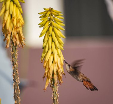 Karayip adası Curacao 'nun manzarası