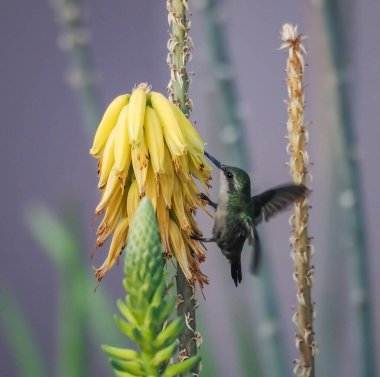 Karayip adası Curacao 'nun manzarası
