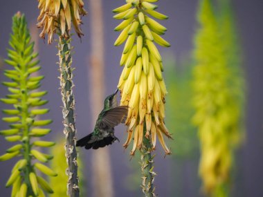 Karayip adası Curacao 'nun manzarası