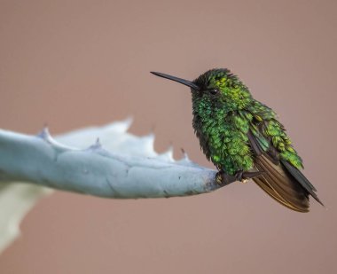 Karayip adası Curacao 'nun manzarası