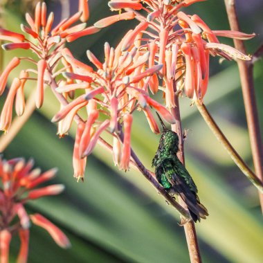 Karayip adası Curacao 'nun manzarası
