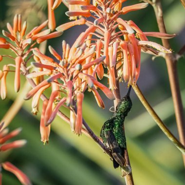 Karayip adası Curacao 'nun manzarası