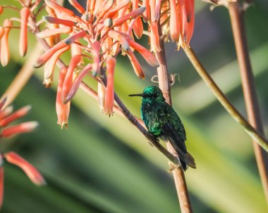 Karayip adası Curacao 'nun manzarası