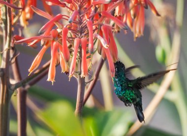 Karayip adası Curacao 'nun manzarası