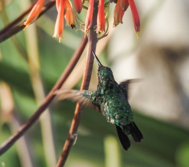 Karayip adası Curacao 'nun manzarası