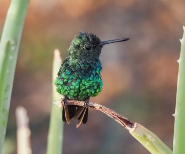 Karayip adası Curacao 'nun manzarası