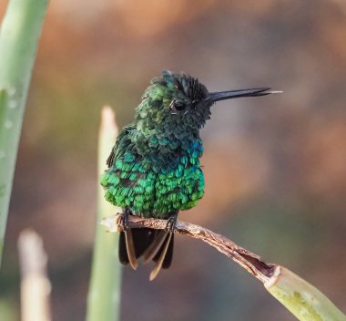 Karayip adası Curacao 'nun manzarası