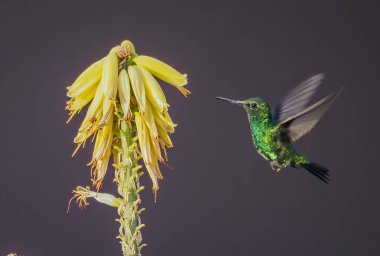 Karayip adası Curacao 'nun manzarası
